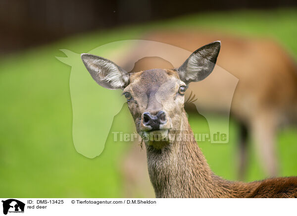 Rotwild / red deer / DMS-13425