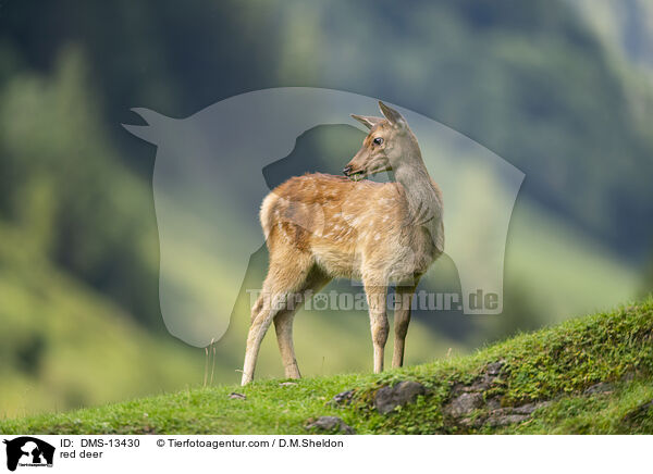 Rotwild / red deer / DMS-13430