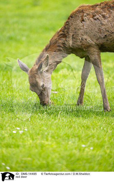 Rotwild / red deer / DMS-14485