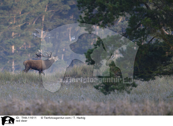 Rothirsch / red deer / THA-11611
