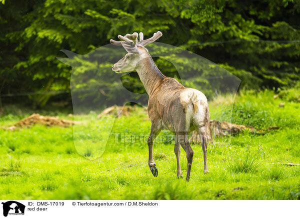 Rotwild / red deer / DMS-17019