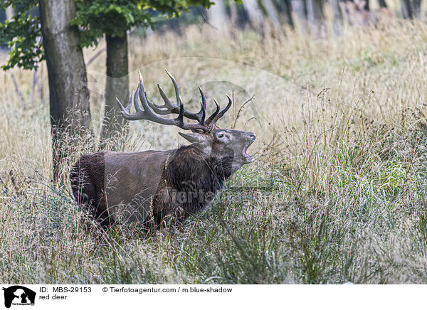 Rothirsch / red deer / MBS-29153