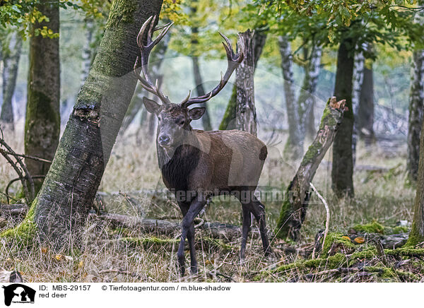 Rothirsch / red deer / MBS-29157