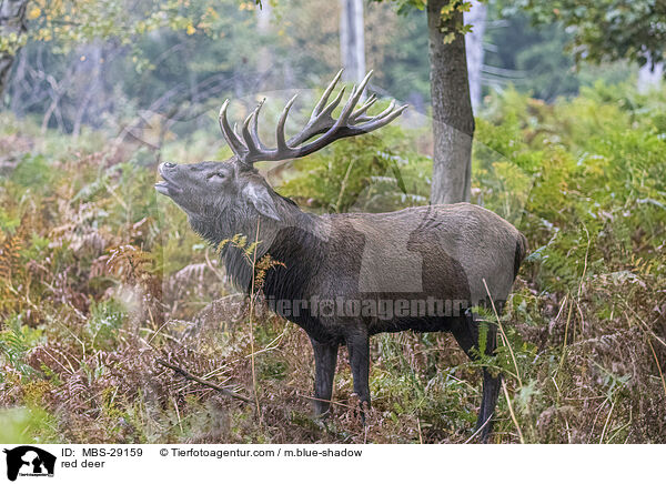 Rothirsch / red deer / MBS-29159