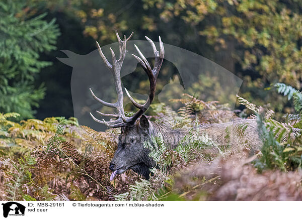 Rothirsch / red deer / MBS-29161