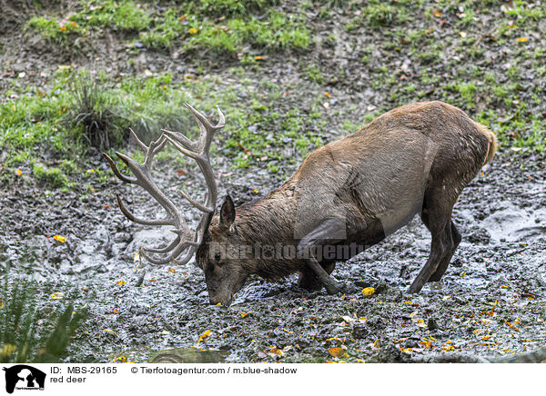 Rothirsch / red deer / MBS-29165
