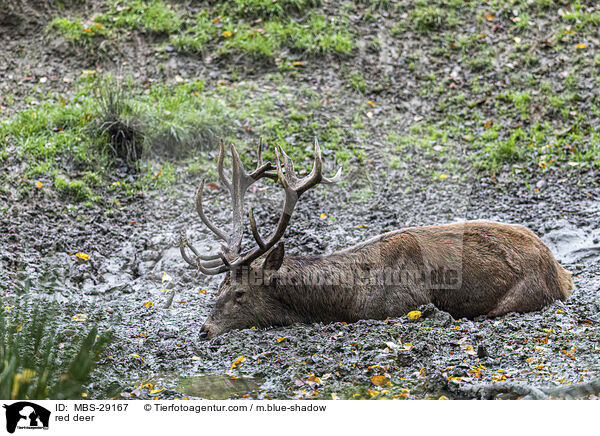 Rothirsch / red deer / MBS-29167