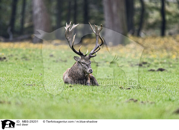 Rothirsch / red deer / MBS-29201