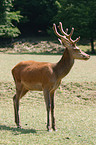 red deer