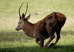 red deer