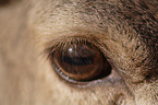 red deer eye