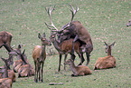 red deer