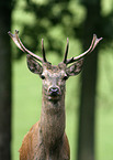 young red deer