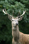 young red deer