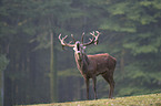 red deer