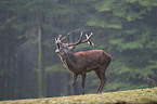 red deer