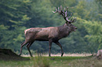 red deer