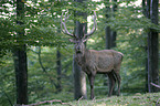 red deer