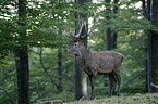 red deer