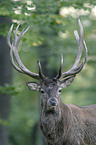 red deer