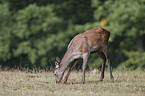 red deer