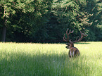 red deer