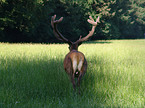 red deer