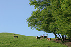 red deer at edge of a wood