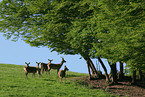 red deer at edge of a wood