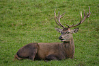 Red Deer