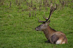 Red Deer