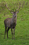 Red Deer