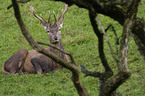 Red Deer