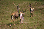 red deers