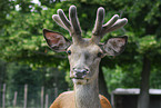 red deer