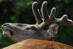 red deer