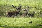 red deer