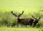 red deer