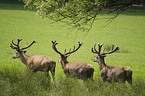 red deer