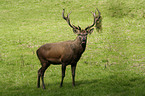 red deer