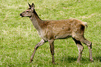 red deer hind