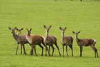 red deers