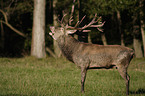 red deer