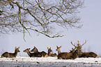 red deers in snow
