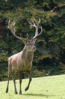 red deer