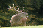 red deer