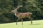 red deer