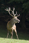 red deer