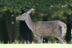 red deer