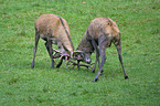 fighting red deer